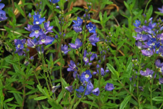 Veronica prostrata Liggende ereprijs bestellen